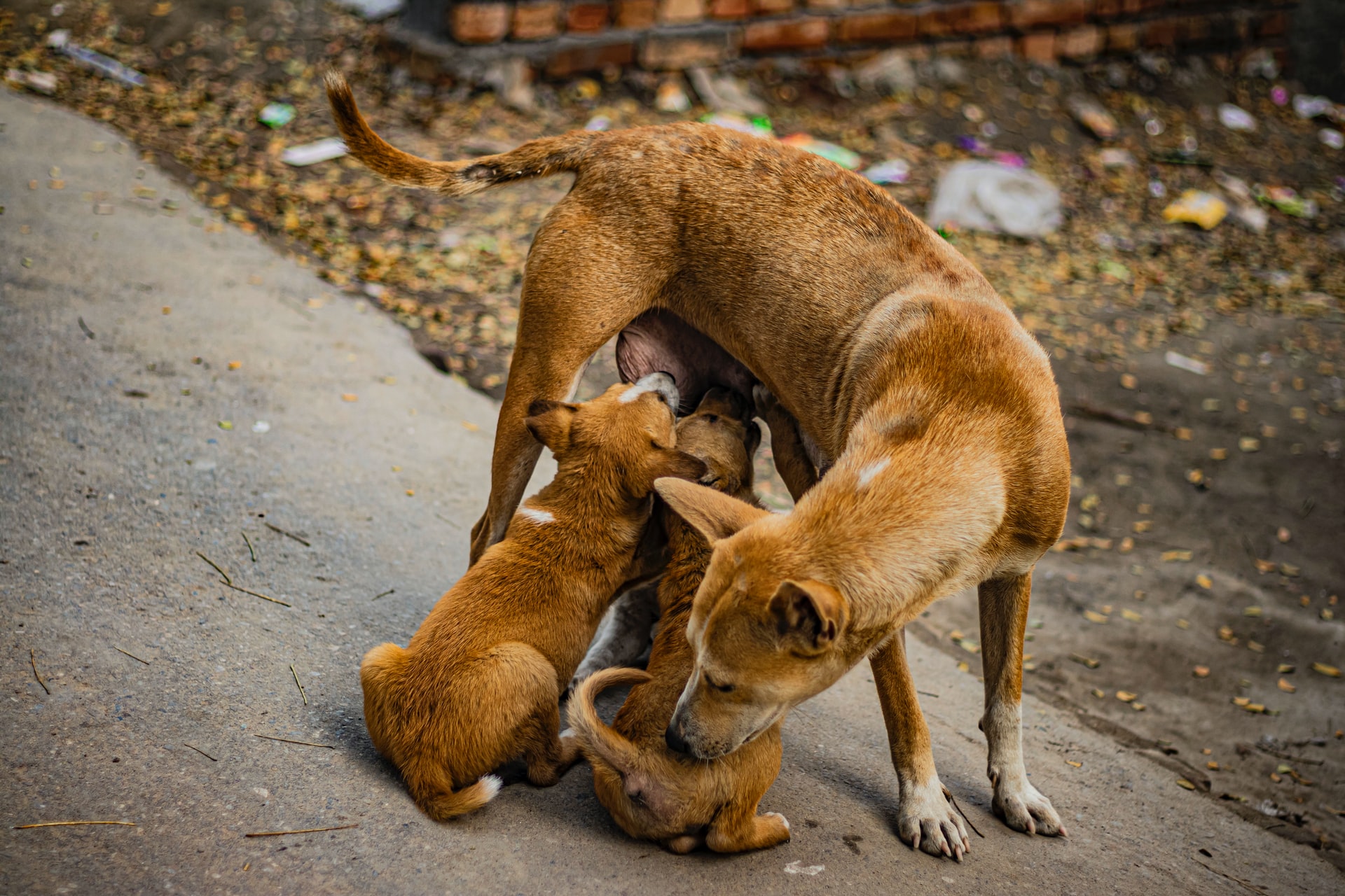 Mộng thấy chó đẻ đánh số gì