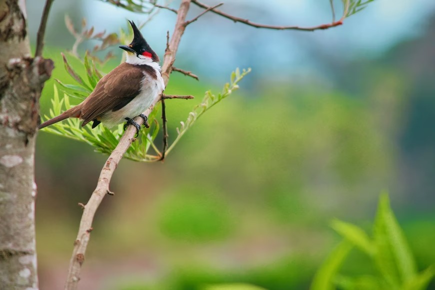 Mơ thấy chim chào mào có nghĩa là gì?