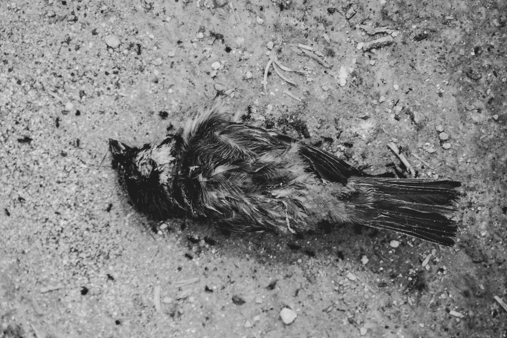 Mơ thấy chim chết có nghĩa là gì?