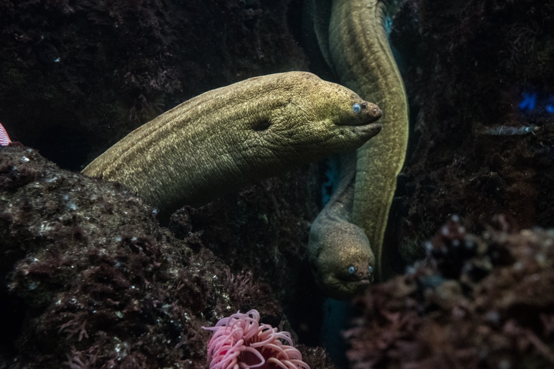 Giải mã giấc mơ thấy con lươn