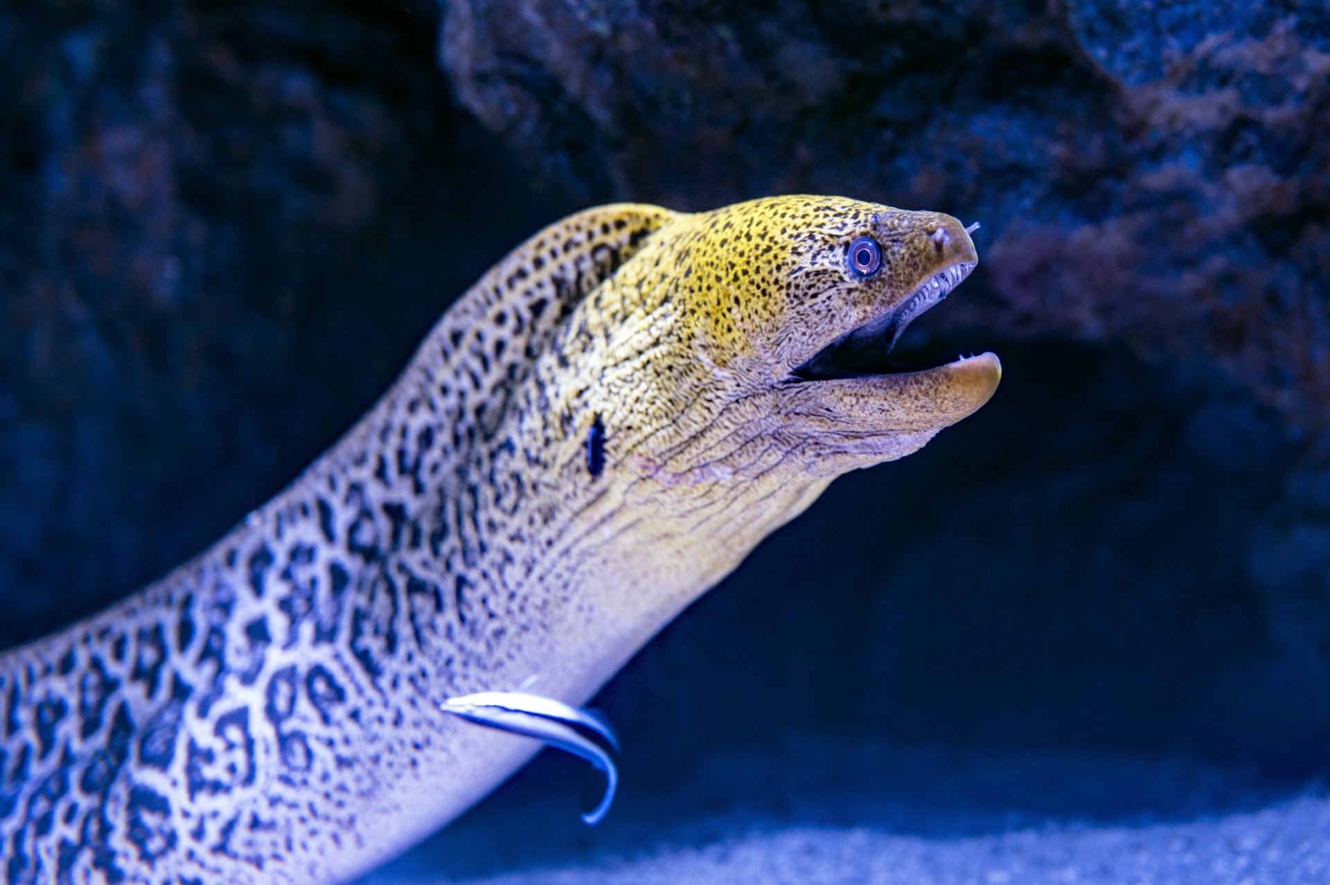 Thông điệp khi mơ thấy con lươn