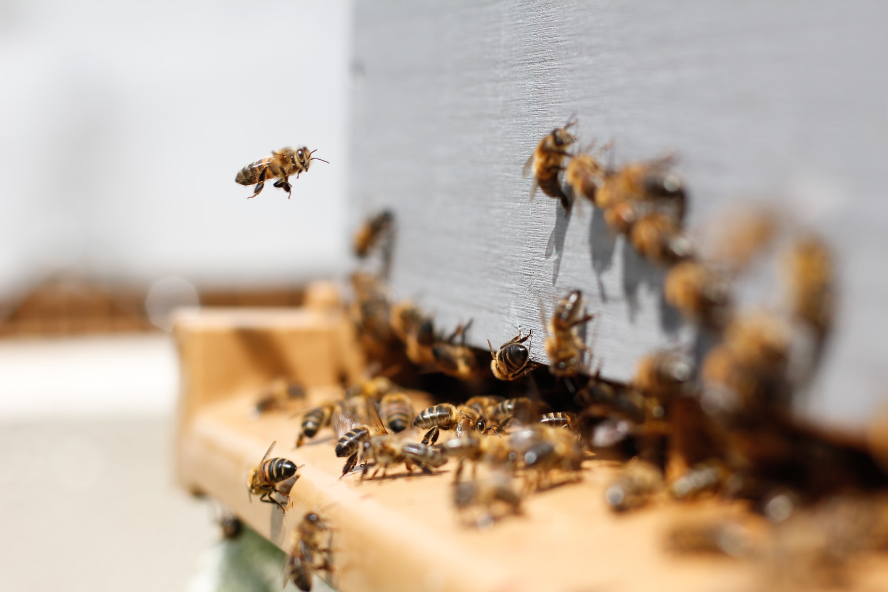 Mơ thấy con ong có nghĩa tương lai sẽ gặp may hay khó khăn?