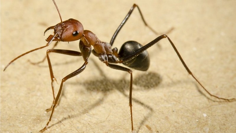 Mơ thấy đàn kiến mang đến những điềm báo may mắn