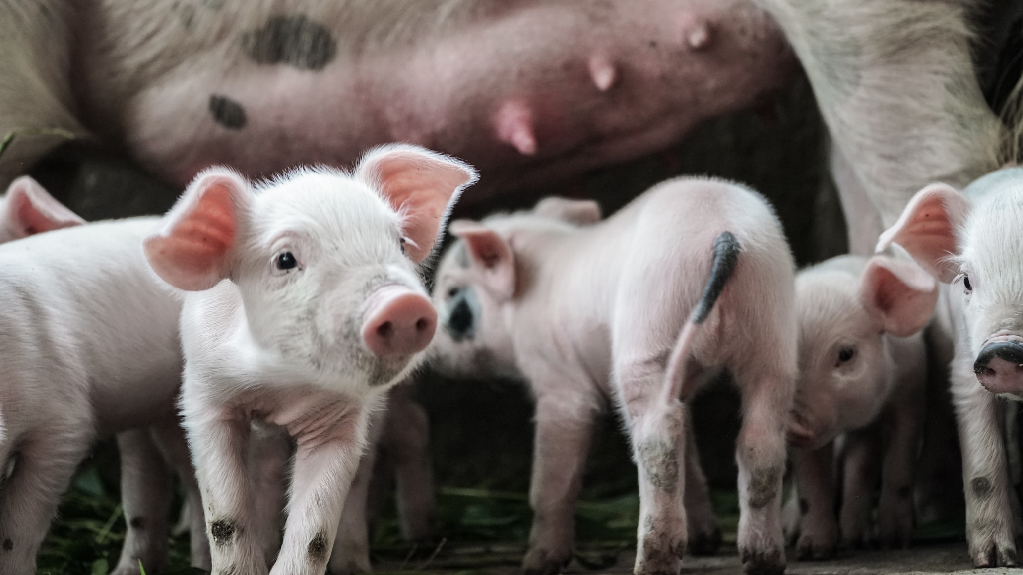 Chiêm bao thấy nhiều con lợn đẻ ngầm báo hiệu điều gì?