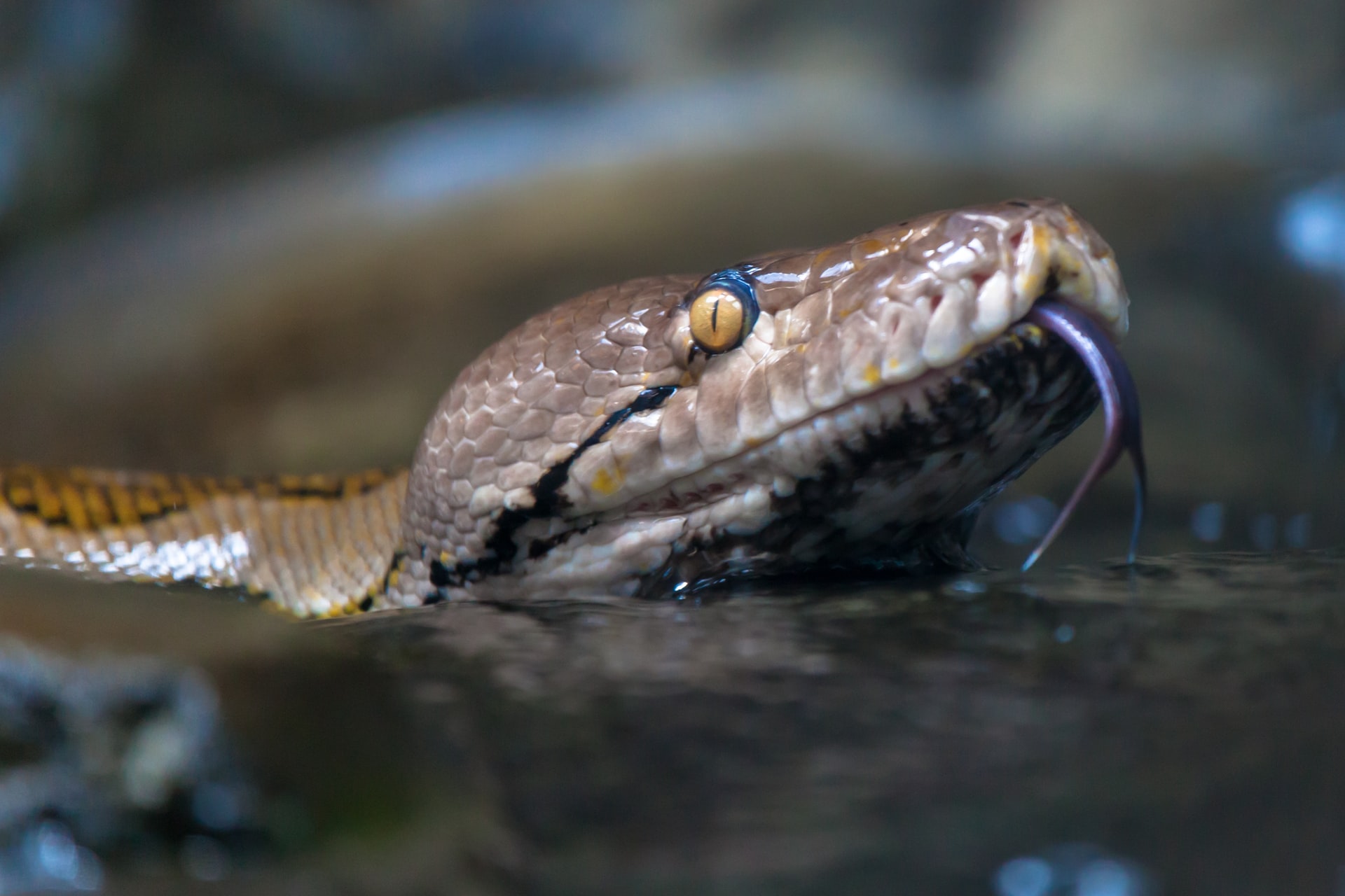 Mơ thấy rắn bơi có ý nghĩa gì?