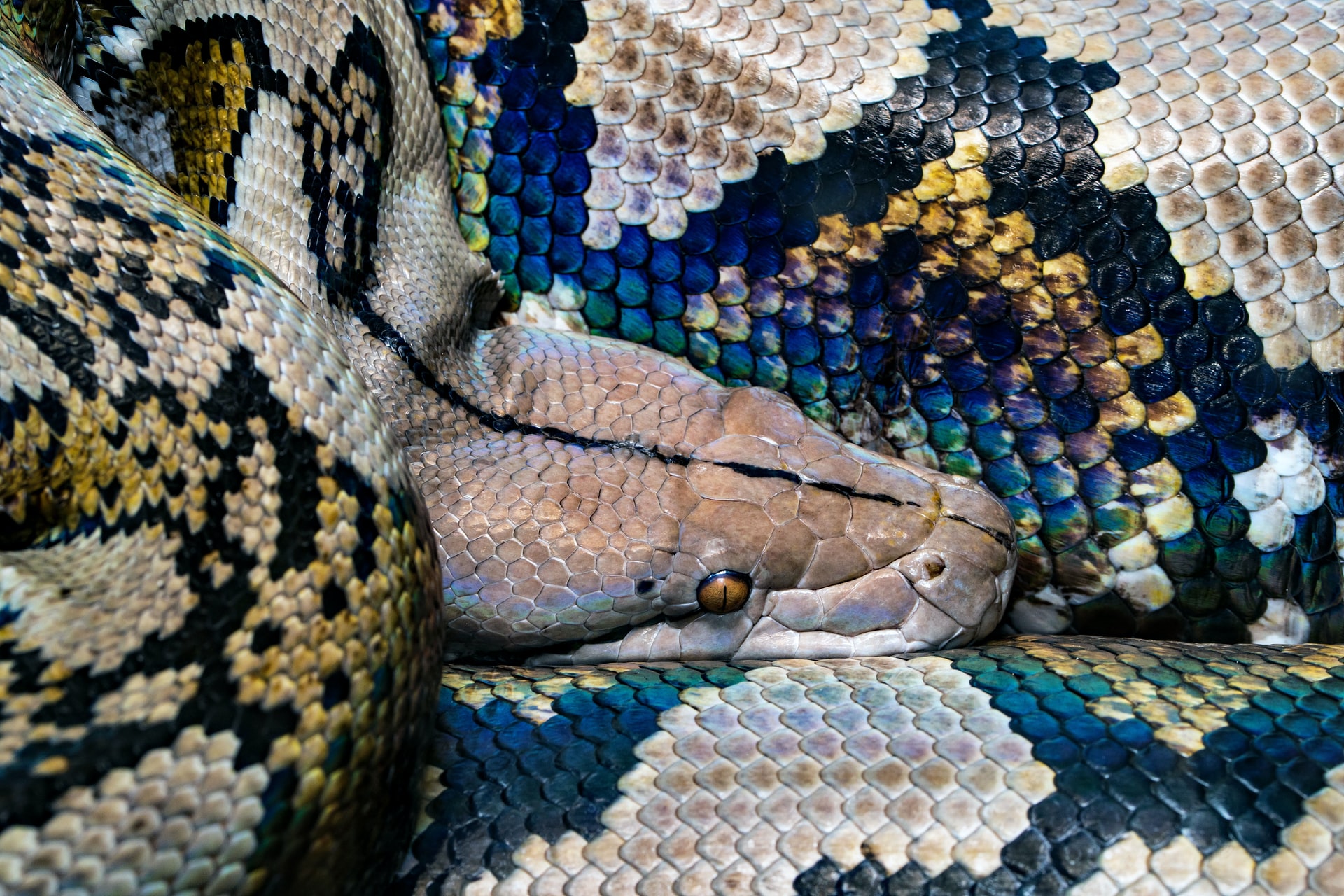 Mơ thấy rắn khổng lồ báo hiệu điều gì?