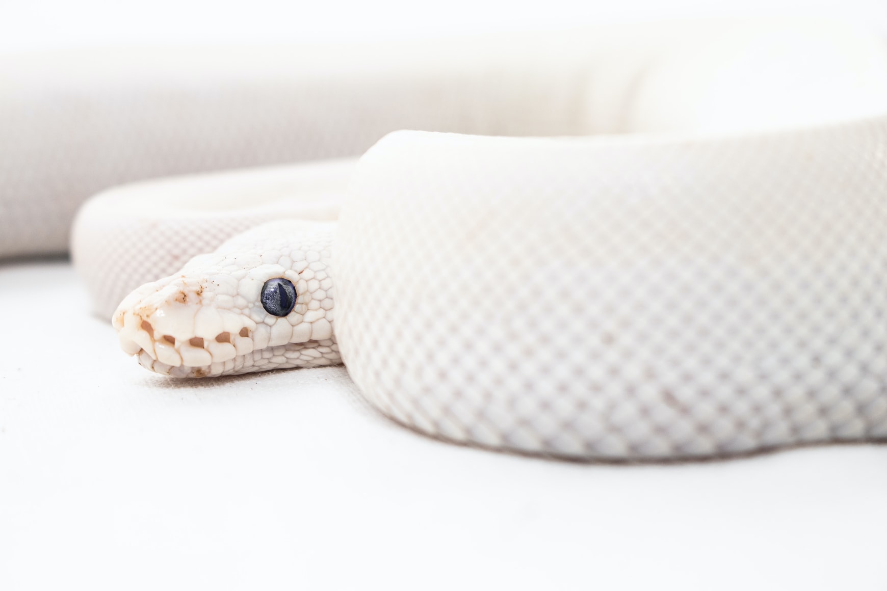 Điềm báo gì xuất hiện khi mơ thấy rắn trắng?