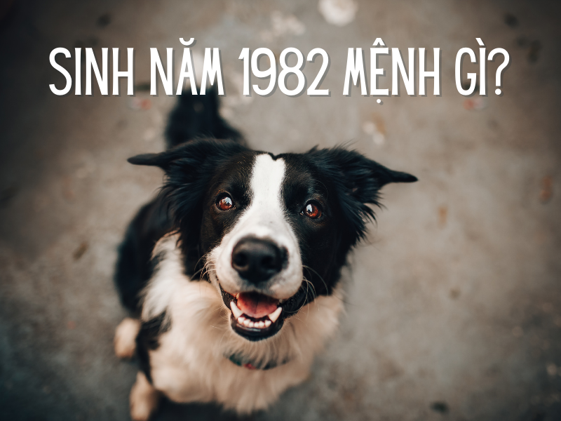 sinh năm 1982 mệnh gì