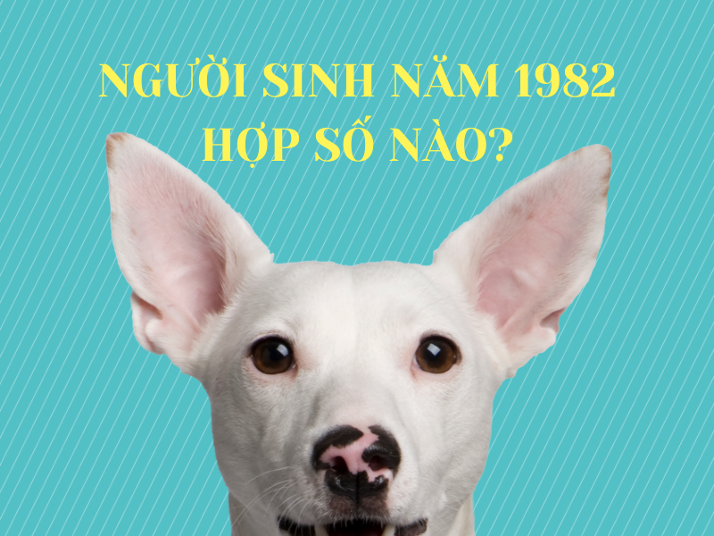 sinh năm 1982 mệnh gì