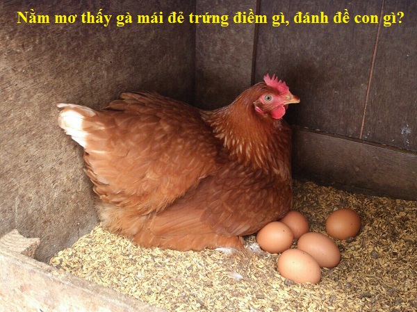 4 Điềm báo khi mơ thấy con gà đẻ trứng là gì? Nên đánh con gì khi gặp giấc mơ này để đánh đâu trúng đó?